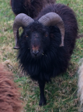 Belino8